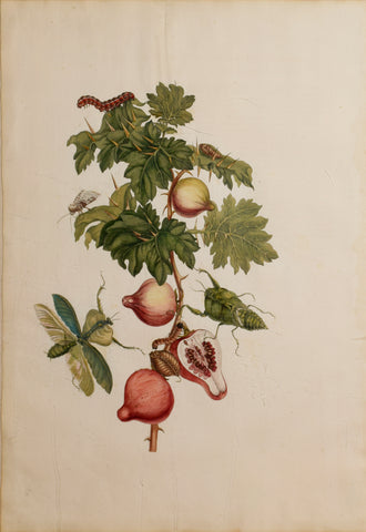 Maria Sibylla Merian (1647-1717), Plate 27