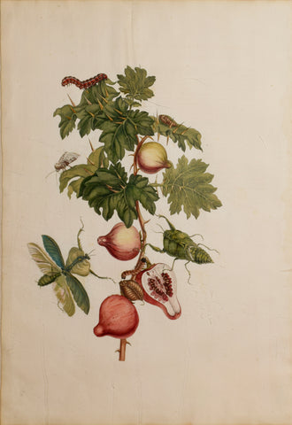 Maria Sibylla Merian (1647-1717),  Plate 27