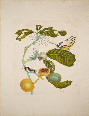 Maria Sibylla Merian (1647-1717), Plate 43