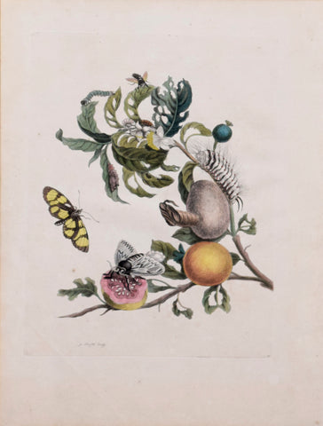 Maria Sibylla Merian (1647-1717), Plate 19