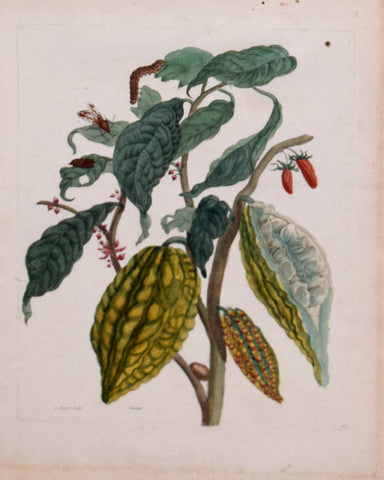 Maria Sibylla Merian (1647-1717), Plate 26