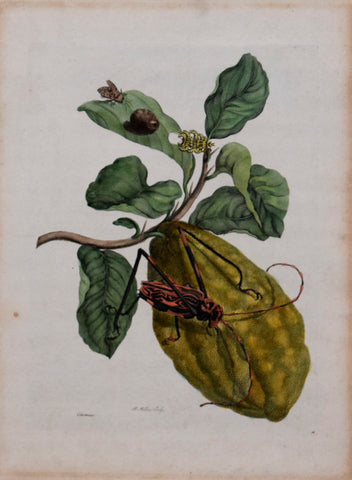 Maria Sibylla Merian (1647-1717), Plate 28