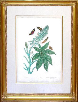 Maria Sibylla Merian (1647-1717), Racinis Butterfly and Castor Oil Plant