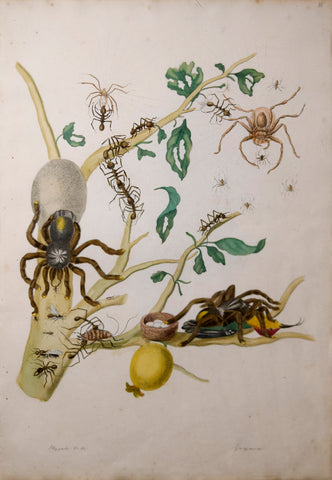 Maria Sibylla Merian (1647-1717), White Guava Tree, various Insects and a Hummingbird