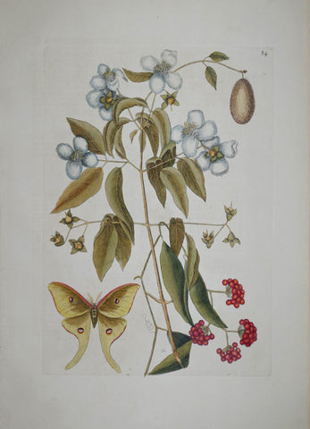 Mark Catesby (1683-1749), Mock Orange P84