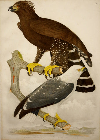 Jean Théodore Descourtilz (1796-1855), Morphnus Braccatys, Buteo Lacernulatus 3