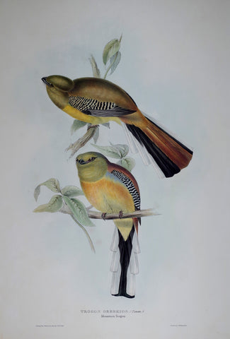 John Gould (1804-1881), Mountain Trogon