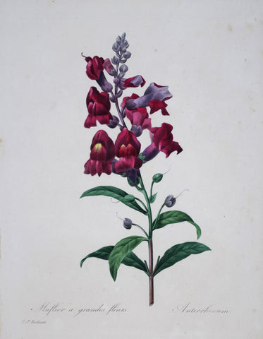 Pierre Joseph Redoute (1759-1840), Muflier a grandes fleurs