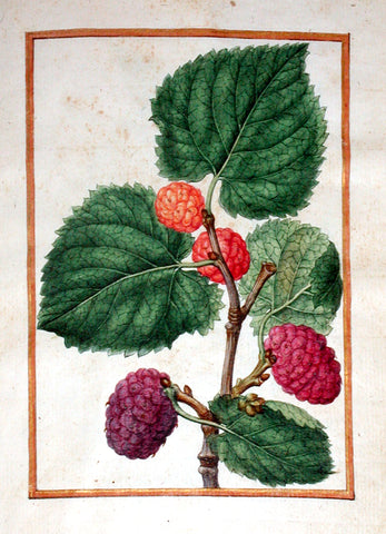 Jacques le Moyne de Morgues (French, ca. 1533-1588), Mulberry