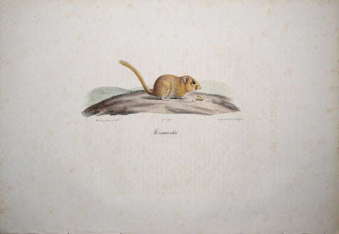 Frederic Cuvier (1769-1832) & Geoffroy Saint-Hilaire (1772-1844), Muscardin - Hazel Dormouse