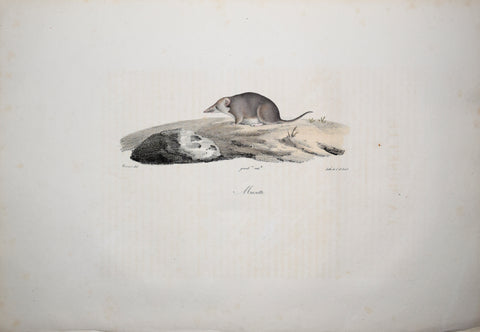 Frederic Cuvier (1769-1832) & Geoffroy Saint-Hilaire (1772-1844), Musette - Shrew