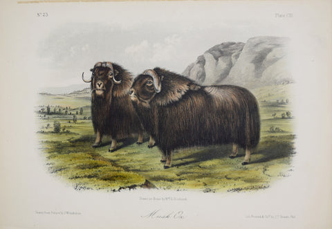 John James Audubon (1785-1851) & John Woodhouse Audubon (1812-1862), Musk Ox Pl. CXI