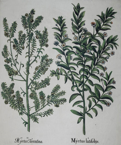 Basilius Besler (1561-1629), Myrtus Latifolns