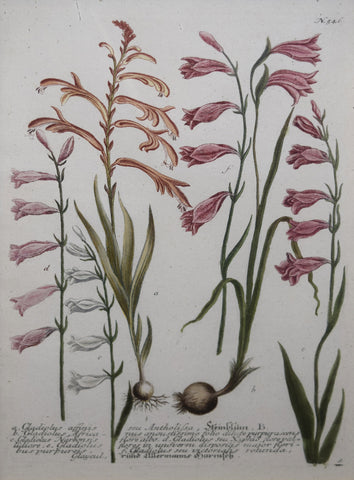 Johann Wilhelm Weinmann (died 1741), Gladiolus affinisseu Antholissa N546