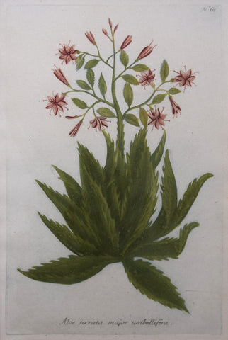 Johann Wilhelm Weinmann (died 1741), Aloe serrata major umbellifera N62