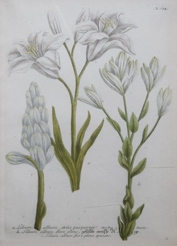 Johann Wilhelm Weinmann (died 1741), Lilium album striis purpureis notatum N654