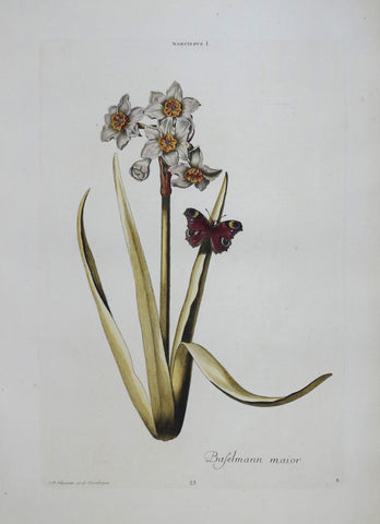 Georg Ehret (1708-1770), Narcissus I P23