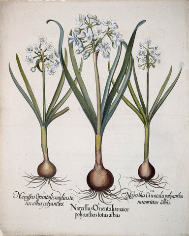 Basilius Besler (1561-1629), Narcissus Orientalis maior polyanthos totus albus
