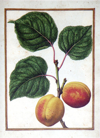 Jacques le Moyne de Morgues (French, ca. 1533-1588), Nectarine