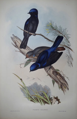 John Gould (1804-1881), Niltava Grandis Pl. 96