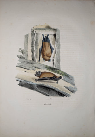 Frederic Cuvier (1769-1832) & Geoffroy Saint-Hilaire (1772-1844), Noctule - Common Noctule Bat