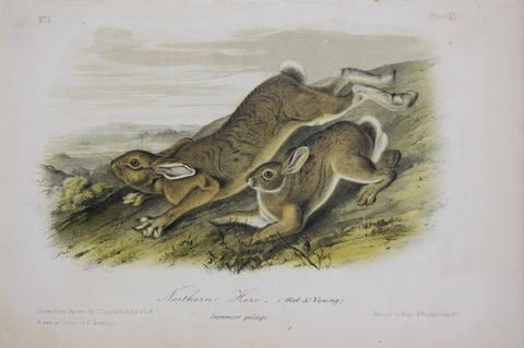 John James Audubon (1785-1851) & John Woodhouse Audubon (1812-1862), Northern Hare Pl. XI