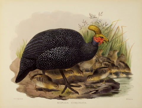 Daniel Giraud Elliot (1835-1915), Numida Coronata