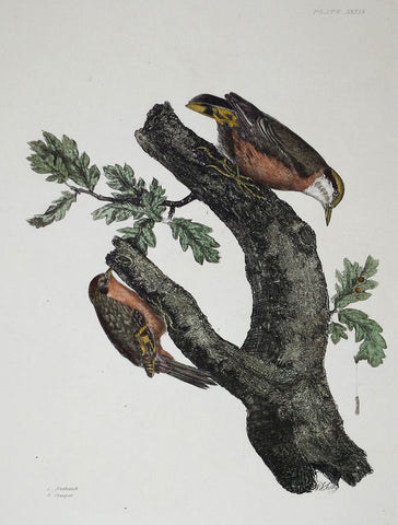 Prideaux John Selby (1788-1867), Nuthatch & Creeper Plt XXXIX