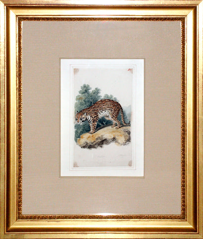 Samuel Howitt (British, 1765-1822) Ocelot