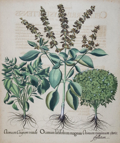 Basilius Besler (1561-1629), Ocimum Latifolium Magnum