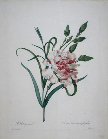 Pierre Joseph Redoute (1759-1840), Oeillet Panache