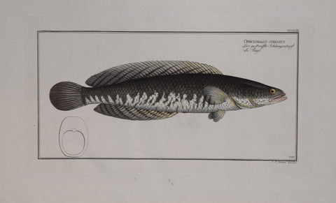 Marcus Elieser Bloch (1723-1799), Ophicephalus Striatus Pl CCCLIX