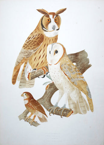 Jean Théodore Descourtilz (1796-1855), Otus Ruficollis 5