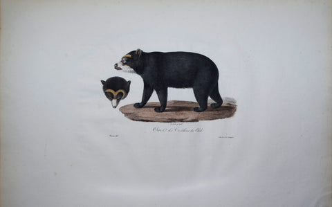 Frederic Cuvier (1769-1832) & Geoffroy Saint-Hilaire (1772-1844), Oure des Gordilleres du Chili