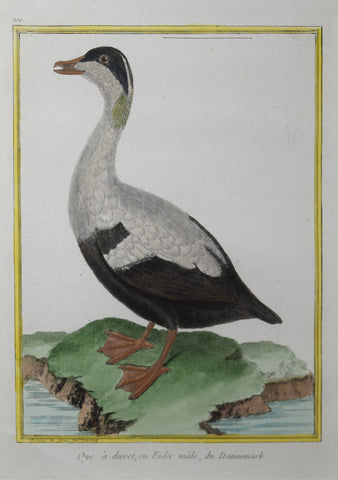 Francois Nicolas Martinet ( b. 1731), Oye a duvet ou Eider male du Dannemark Pl 209