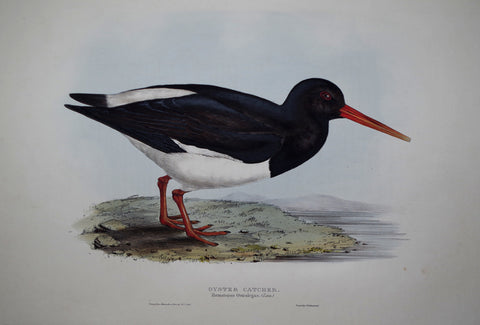 John Gould (1804-1881), Oyster Catcher