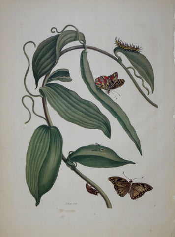 Maria Sibylla Merian (1647-1717), Plate 25