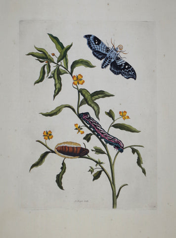 Maria Sibylla Merian (1647-1717), Plate 39