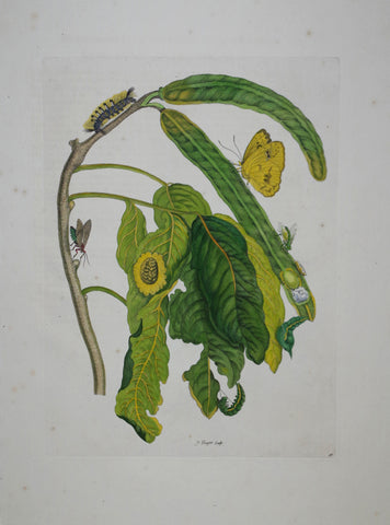 Maria Sibylla Merian (1647-1717), Plate 58