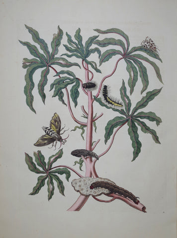 Maria Sibylla Merian (1647-1717), Plate 61