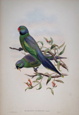 John Gould (1804-1881), Palaeornis Calthropae