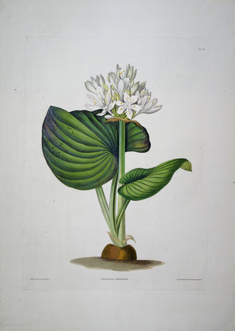 Priscilla Susan Bury (1799-1872), Pancratium Amboinense 20