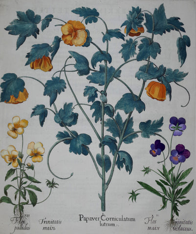 Basilius Besler (1561-1629), Papaver Corniculatum luteum