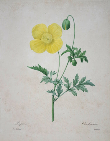 Pierre Joseph Redoute (1759-1840), Papaver