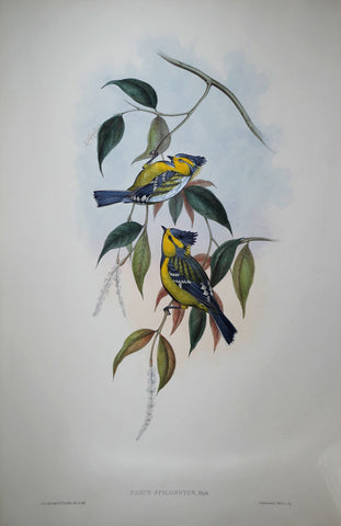 John Gould (1804-1881), Parus Spilonotus Pl. 129