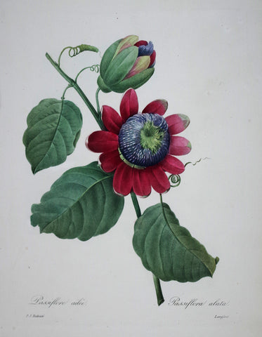 Pierre Joseph Redoute (1759-1840), Passiflora alata