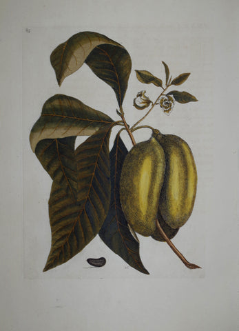 Mark Catesby (1683-1749), Paw Paw P85