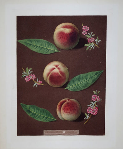 George Brookshaw (1751-1823), Peaches, Pl XXXV