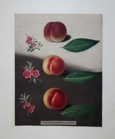 George Brookshaw (1751-1823), Peaches, Pl XXX
