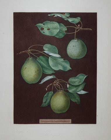 George Brookshaw (1751-1823), Pear, Pl LXXXV
